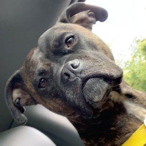 Meet your Posher, Greyson